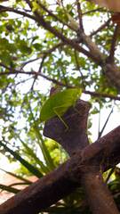 Phylloptera
