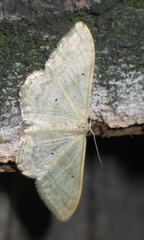 Idaea deversaria