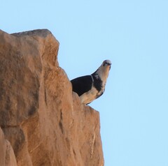 Columba livia domestica