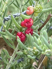 Enchylaena tomentosa