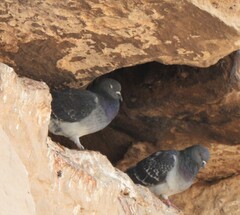 Columba livia domestica
