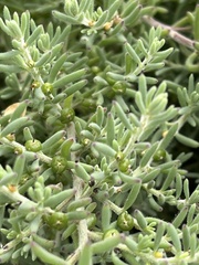 Enchylaena tomentosa