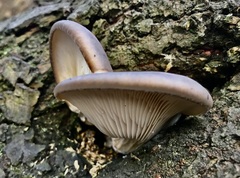 Pleurotus ostreatus