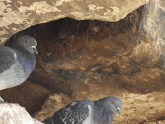Columba livia domestica