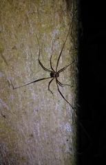 Dicranopalpus larvatus