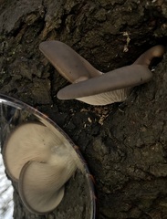 Pleurotus ostreatus