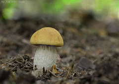 Leccinellum pseudoscabrum