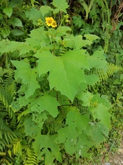 Smallanthus maculatus