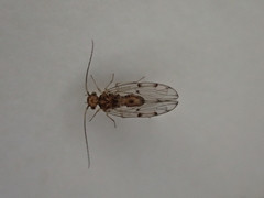 Ectopsocus