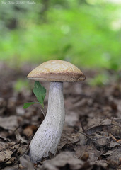 Leccinellum pseudoscabrum