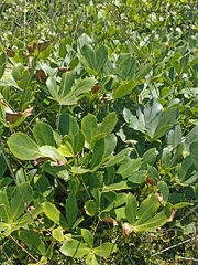 Pseudopanax lessonii