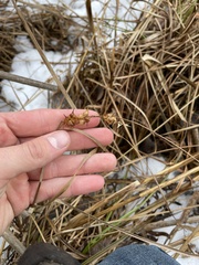 Carex tuckermanii
