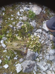 Gaultheria crassa