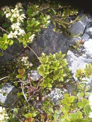 Gaultheria crassa