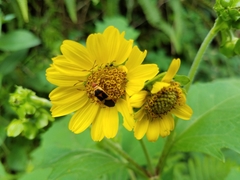 Smallanthus maculatus