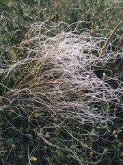 Stipa