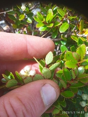Gaultheria crassa