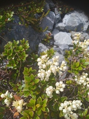 Gaultheria crassa