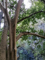 Ficus cotinifolia