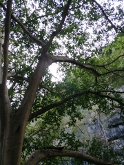Ficus cotinifolia
