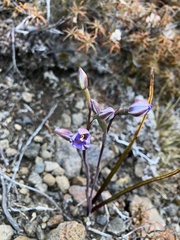 Thelymitra hatchii