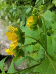 Smallanthus maculatus