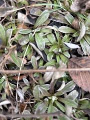Antennaria neglecta
