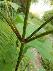 Smallanthus maculatus