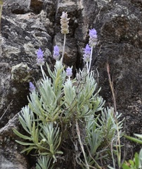 Lavandula dentata
