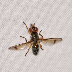 Senopterina caerulescens