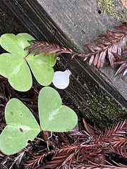 Pseudohydnum gelatinosum