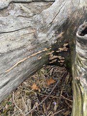 Fungi