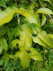 Epiphyllum oxypetalum