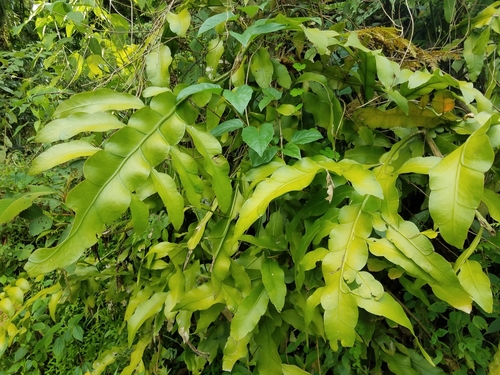Image of Epiphyllum oxypetalum by (c) Alan Rockefeller, some rights reserved (CC BY)