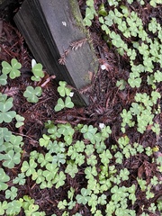 Pseudohydnum gelatinosum