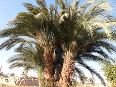 Phoenix dactylifera