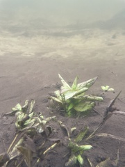 Veronica anagallis-aquatica