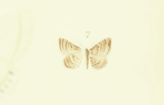 Costaconvexa caespitaria