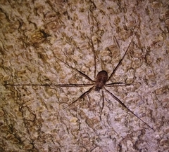 Dicranopalpus larvatus