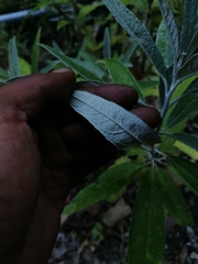 Buddleja sessiliflora