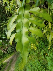Epiphyllum oxypetalum