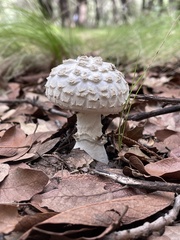 Amanita magniverrucata