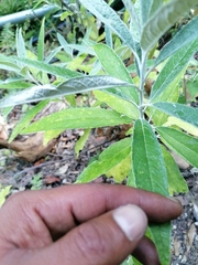 Buddleja sessiliflora