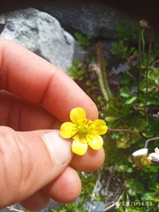 Ranunculus enysii