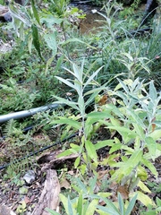 Buddleja sessiliflora