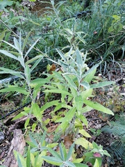 Buddleja sessiliflora