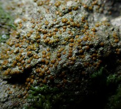 Protoblastenia rupestris