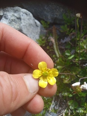 Ranunculus enysii