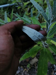 Buddleja sessiliflora