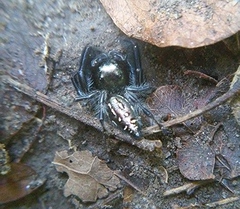 Paraphidippus